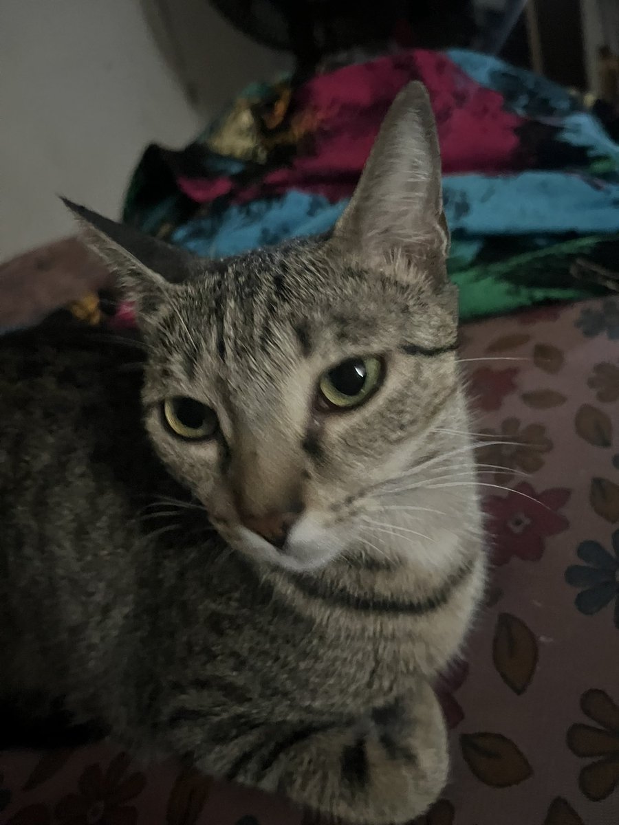 __Ademide's tweet image. meet wura, my cat