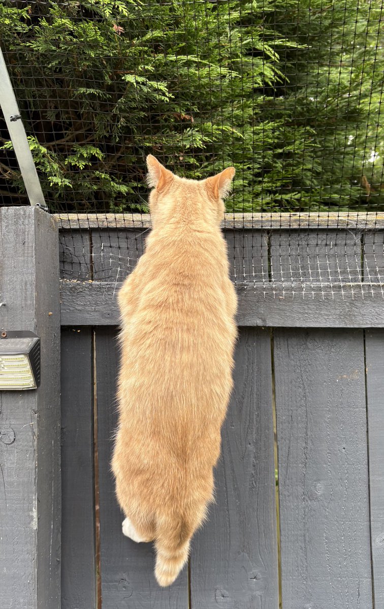 Escape from alCATraz has started ! Not sure if I’ll get much further. My purrents have said they appreciate all the support and pawsitive comments today, thank you. I have a trip to the prison doctor at vets in morning to examine my wound . 🧡😺 #adoptdontshop #rescuecat