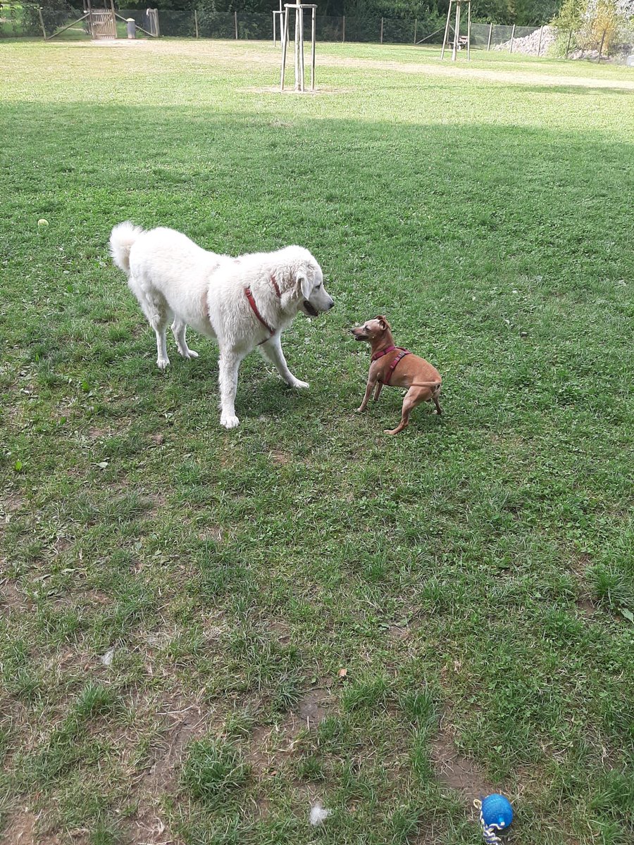 InkoBurr's tweet photo. @ldiundlidl @tanzendekadaver Wären kleine Hunde im Tierheim nicht wie die Suche nach der Nadel im Heuhaufen,weil zu schnell vermittelt und bei Kleinhundezüchtern bekommt man einen Lachkrampf bei den Preisen und Zusatzverkäufen...würde 🤔 https://t.co/952pLmkeCR
