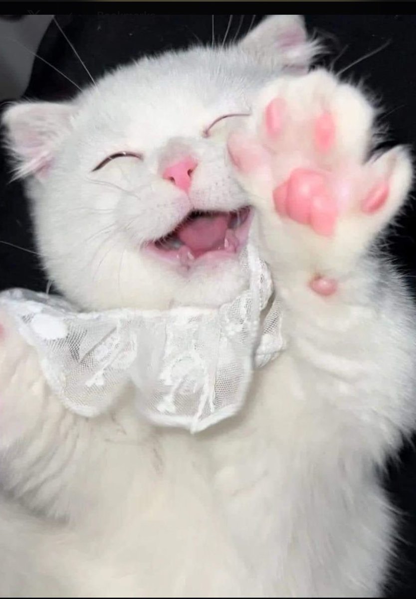 yokitteey's tweet image. 