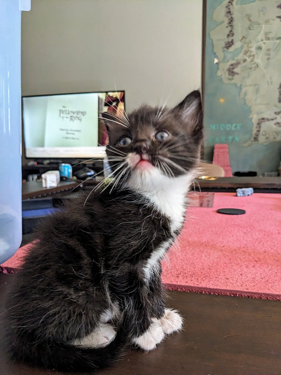 JulienWestt's tweet image. My new kitten! I need name suggestions for her! Bad ones only! 

#Cat #kitty #pet