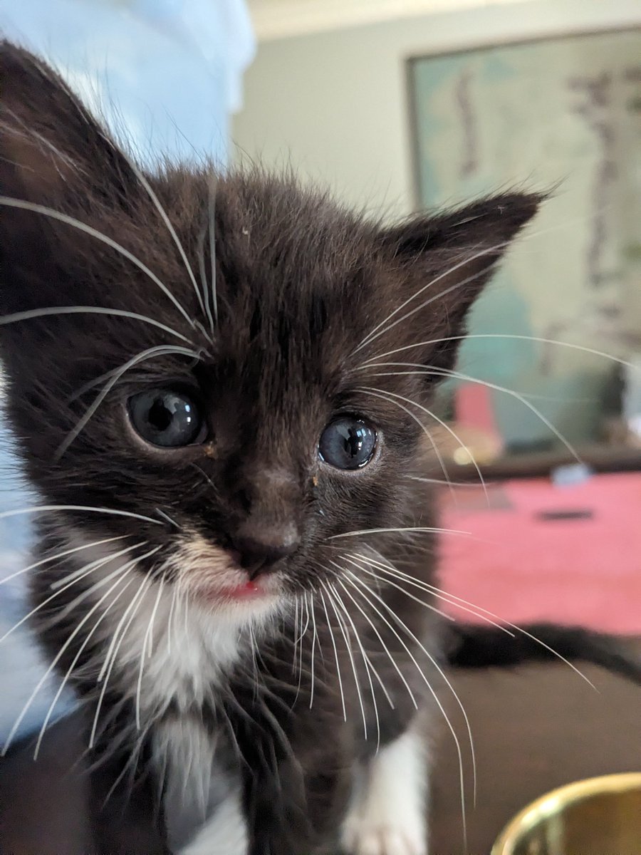 JulienWestt's tweet image. My new kitten! I need name suggestions for her! Bad ones only! 

#Cat #kitty #pet