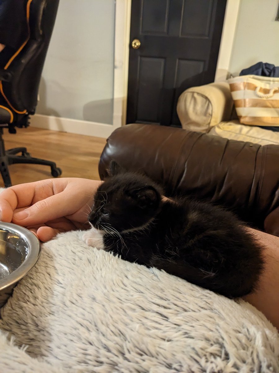 JulienWestt's tweet image. My new kitten! I need name suggestions for her! Bad ones only! 

#Cat #kitty #pet