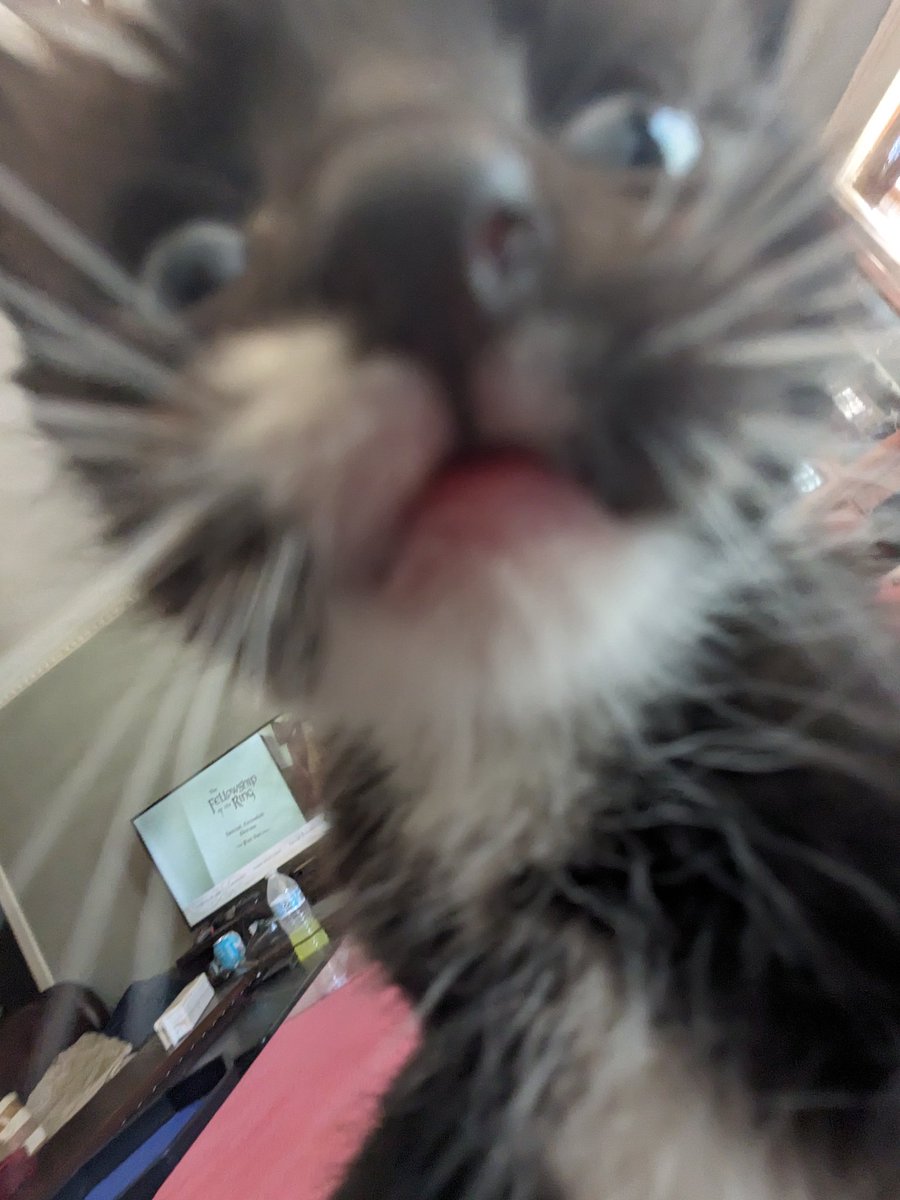 JulienWestt's tweet image. My new kitten! I need name suggestions for her! Bad ones only! 

#Cat #kitty #pet