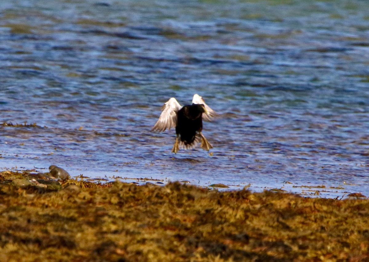 marcbuzzard's tweet image. Not long ago, Northern ‘Borealis’ Eiders were often talked about. The buzz around them seems to have quietened down. This bird on Loch Fleet was certainly interesting. Size of the bill, long pointed lobes, yellow bill, yellow legs + feet stood out. 4th pic comparison with C.Eider