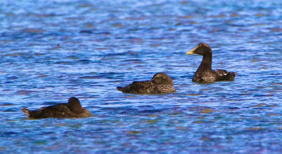 marcbuzzard's tweet image. Not long ago, Northern ‘Borealis’ Eiders were often talked about. The buzz around them seems to have quietened down. This bird on Loch Fleet was certainly interesting. Size of the bill, long pointed lobes, yellow bill, yellow legs + feet stood out. 4th pic comparison with C.Eider