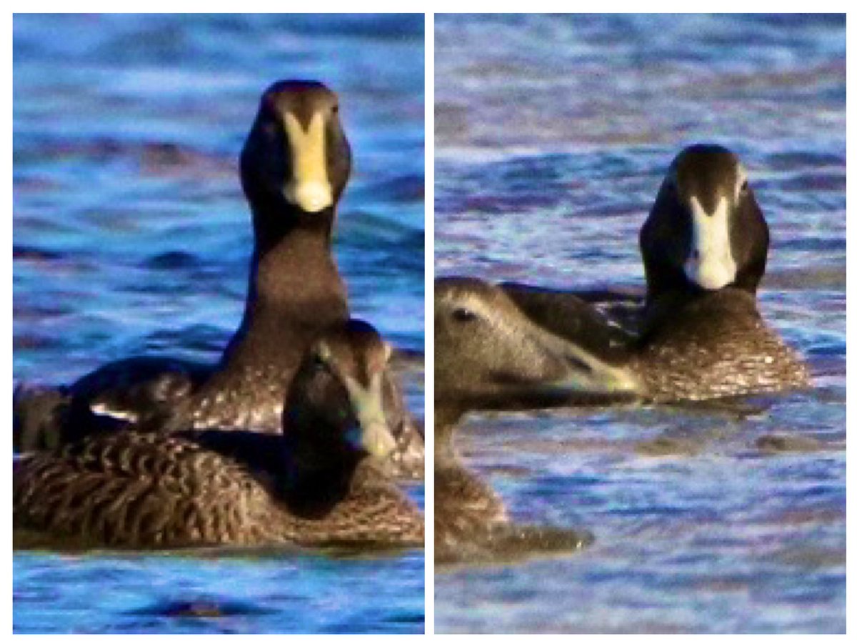 marcbuzzard's tweet image. Not long ago, Northern ‘Borealis’ Eiders were often talked about. The buzz around them seems to have quietened down. This bird on Loch Fleet was certainly interesting. Size of the bill, long pointed lobes, yellow bill, yellow legs + feet stood out. 4th pic comparison with C.Eider