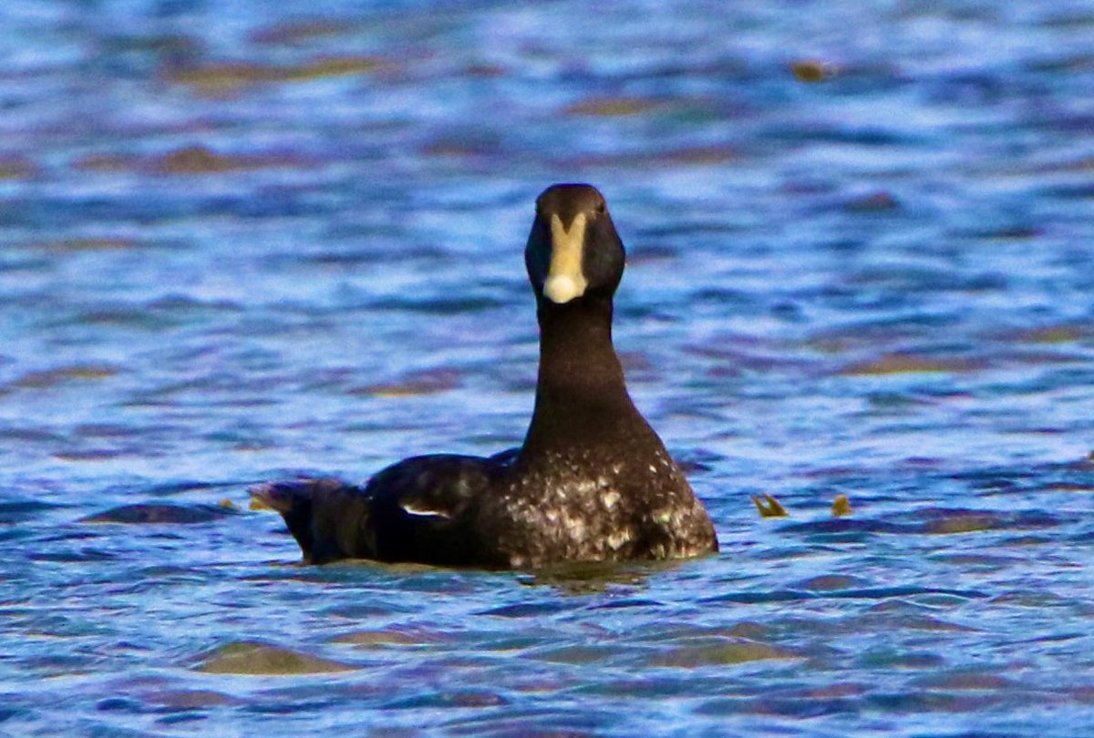 marcbuzzard's tweet image. Not long ago, Northern ‘Borealis’ Eiders were often talked about. The buzz around them seems to have quietened down. This bird on Loch Fleet was certainly interesting. Size of the bill, long pointed lobes, yellow bill, yellow legs + feet stood out. 4th pic comparison with C.Eider