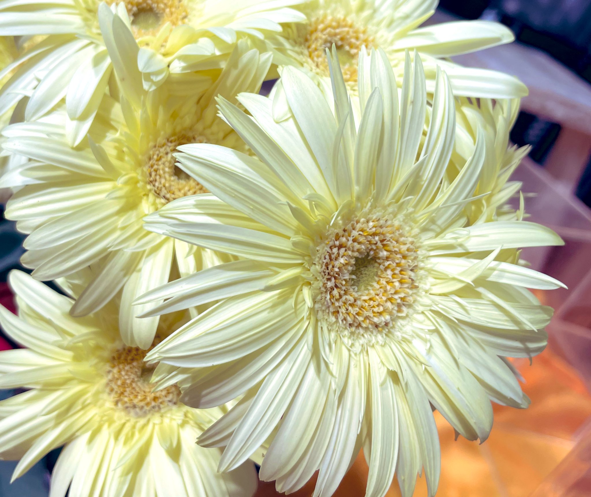 月が注ぐ花⊰❀様ご確認用 花個紋 - 366日の花個紋