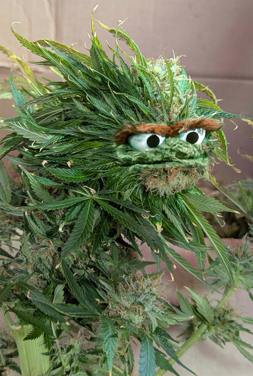 real_blink2x's tweet image. who makes their own seeds? 

say hi,  I want to follow you