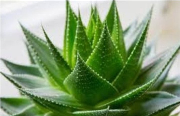 MUTLAKA SONUNA KADAR OKUYUN BENCE 
BİTKİLERİN GİZLİ YAŞAMI ;
1966 yılında, Amerika’nın tanınmış yalan makinesi uzmanı Clee Backster, güvenlik görevlilerine poligraf aygıtının kullanımı eğitimini verdiği okulunda uykusuz bir gece daha geçirdi.👉