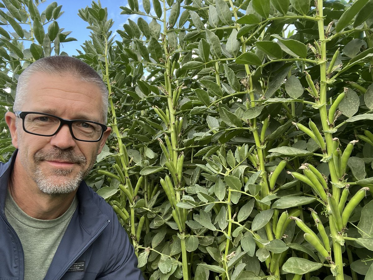 Shane Strydhorst 🧢 (@sstrydhorst) on Twitter photo These #fababeans are as tall as a short farmer’s wife 😆
We need some moisture soon so that these pods can fill baby fill!!
#cdnag
<a href="/SheriStrydhorst/">Sheri Strydhorst</a> <a href="/pulsecanada/">Pulse Canada</a> <a href="/AlbertaPulse/">AB Pulse Growers</a> These #fababeans are as tall as a short farmer’s wife 😆
We need some moisture soon so that these pods can fill baby fill!!
#cdnag
<a href="/SheriStrydhorst/">Sheri Strydhorst</a> <a href="/pulsecanada/">Pulse Canada</a> <a href="/AlbertaPulse/">AB Pulse Growers</a>