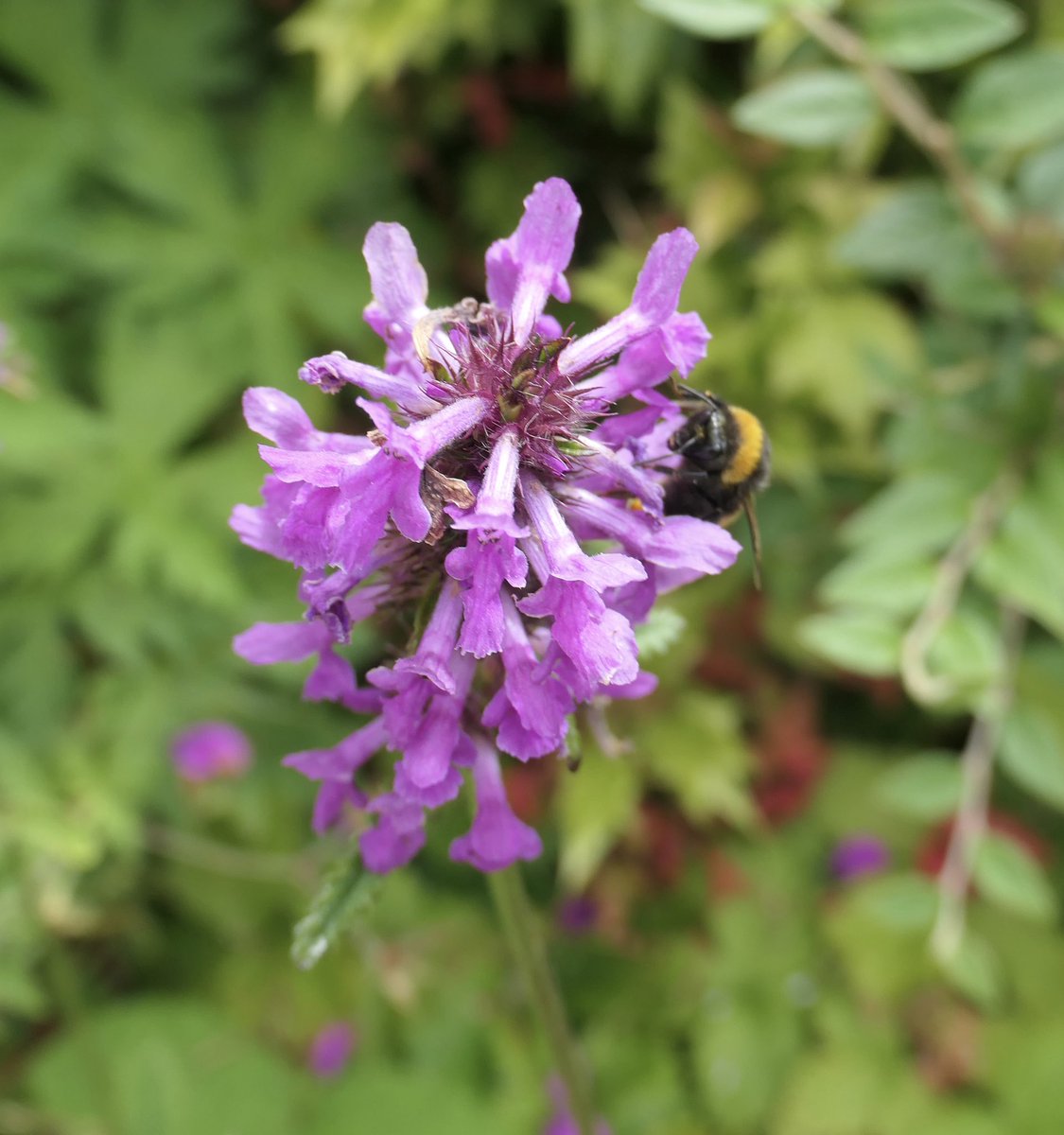 bumblebuddeez's tweet image. Betony from the #Deadnettlefamily for #WildflowerHour @BSBIbotany 🐝🌸🩷🌸🐝