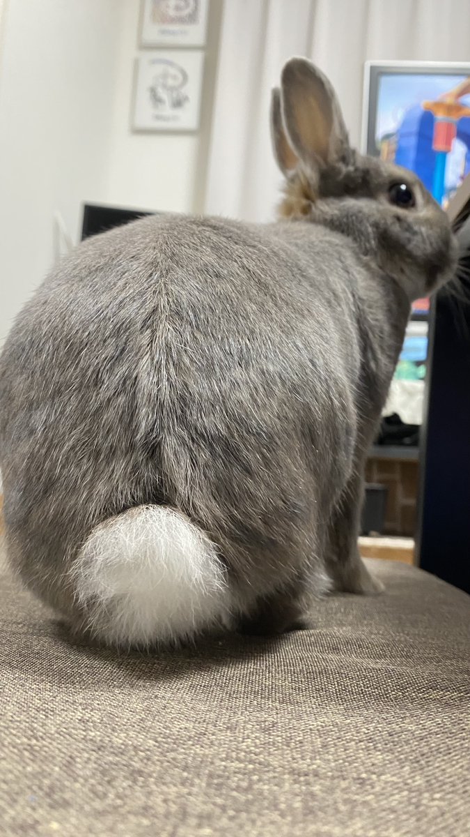 Rose_and_rum's tweet image. おはようございます😆

うさケツ曜日🐰

今週も1週間頑張っていきましょう😉