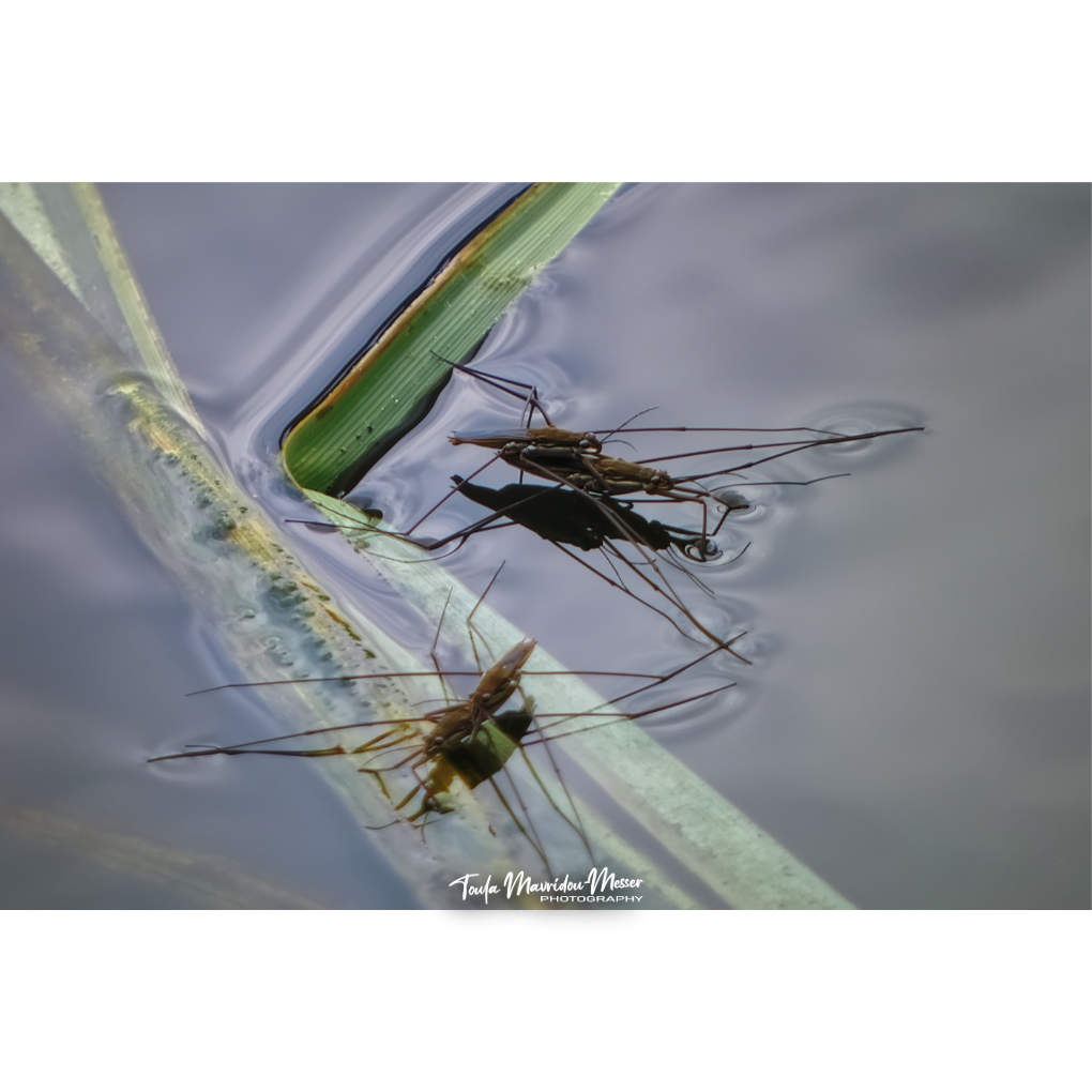 A_ZofWonderment's tweet image. We also saw billions of pond skaters enjoying themselves during our walk.
#photography #insects #NaturePhotography