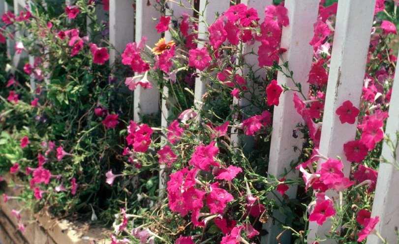 sozirv's tweet image. Jeddah, Saudi Arabia, 1982