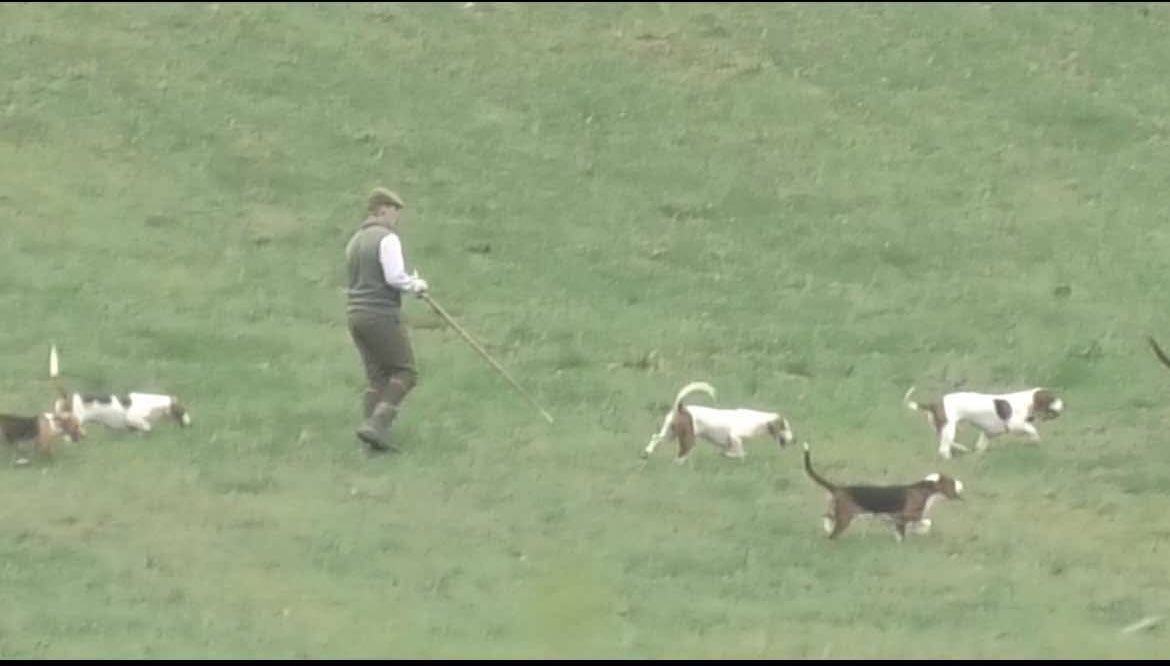 DorsetMonitor's tweet image. The dreadful reality is that the animal abusers are already out hunting this season. In 40 years of opposing hunting I’ve never known any hunting taking place before 1 August. 

These bastards from the Dorset &amp;amp; Somerset bassets are hunting baby hares..how sick are…