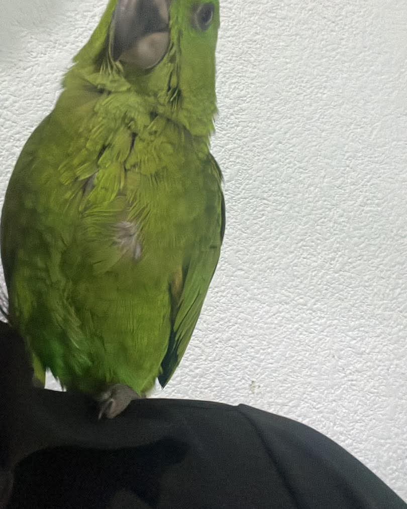 lyssitta's tweet image. #ServicioSocial
SE BUSCA 🚨🦜
Lilo se a extraviado en nuevo Lourdes poniente segunda etapa ,no se sabe si alguien se la robó de la puerta de la casa ya que no solía volar muy alto; es una lorita dócil que está bajo tratamiento veterinario si alguien sabe de su paradero por favor…