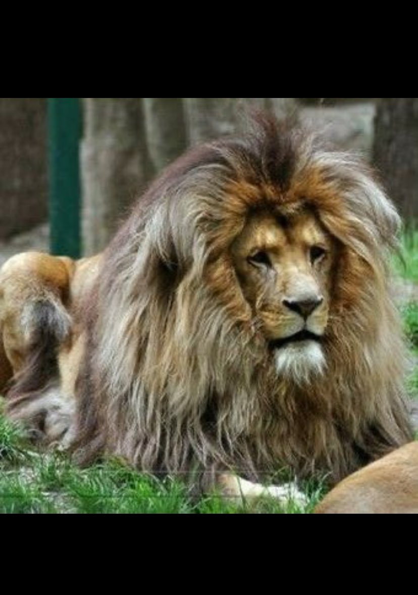 nita_ernest's tweet photo. This babe don go thief lion wig 😂😂😂
 #BigBrotherNaija #BBNaija #BBNaijaS10 https://t.co/i10JG0dqOB