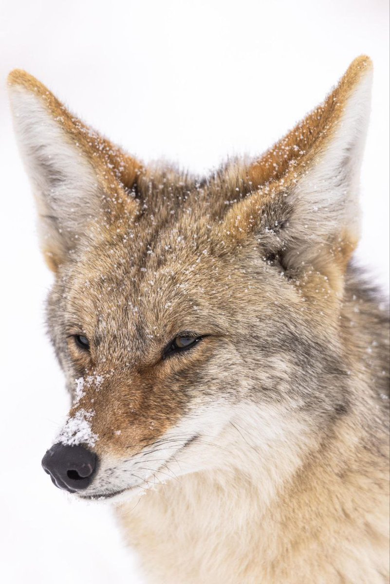 HourlyYote's tweet image. [🔗](api.tinyfox.dev/hourly/yotes/p…)