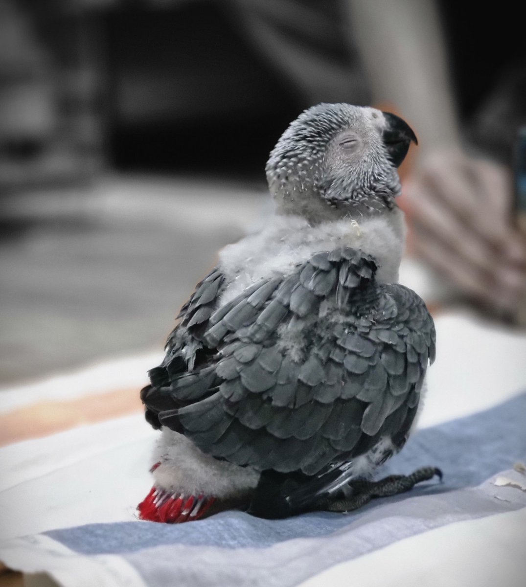 ladyfeather__'s tweet image. Oil painting portrait of my baby bird Pluto