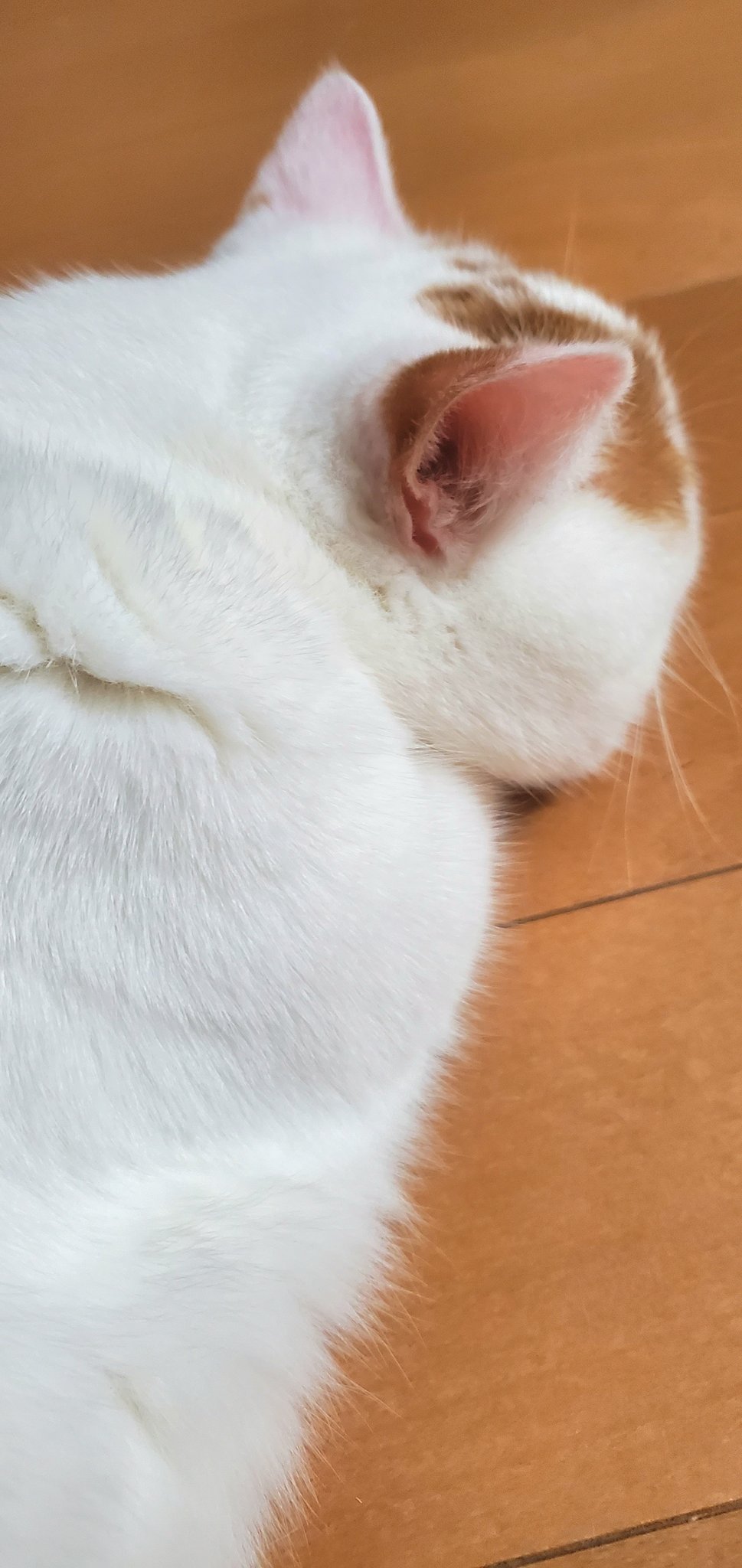 みーちゃんさん専用 みーちゃん (@pon3767) / X