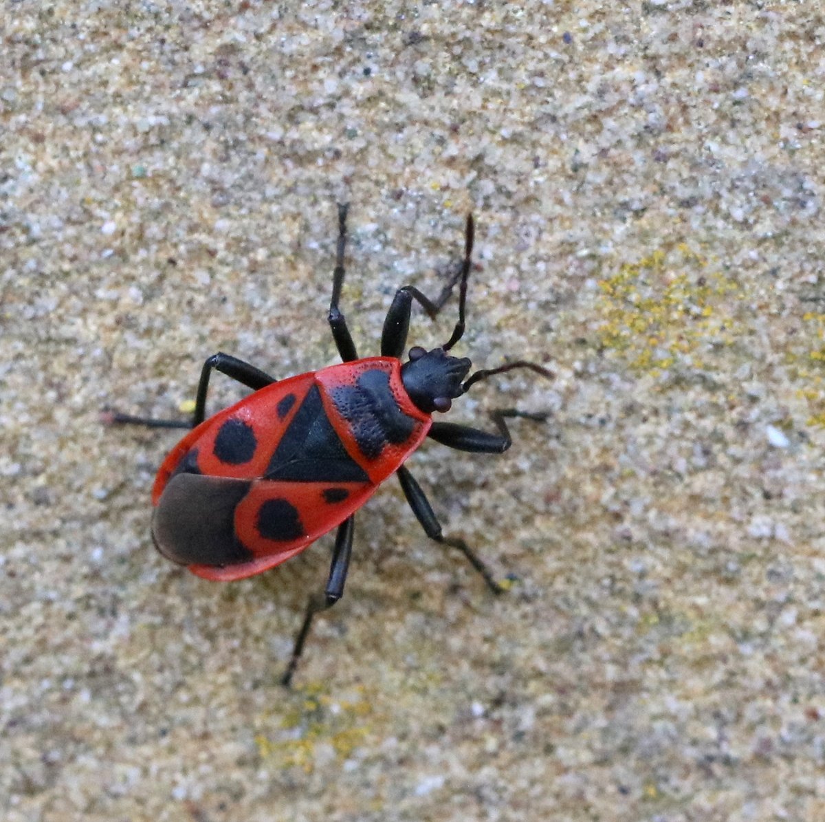Karin_B_E's tweet image. Nog 2 nieuwe #insectenopdeboerderijr; 25 juli voor het eerst waargenomen op #onzeboerderij ❤️🖤

#bloemweekschildkever (118e kever)
#vuurwants (59e wants)

#wiekijktdieziet #opnaarde1000 📈