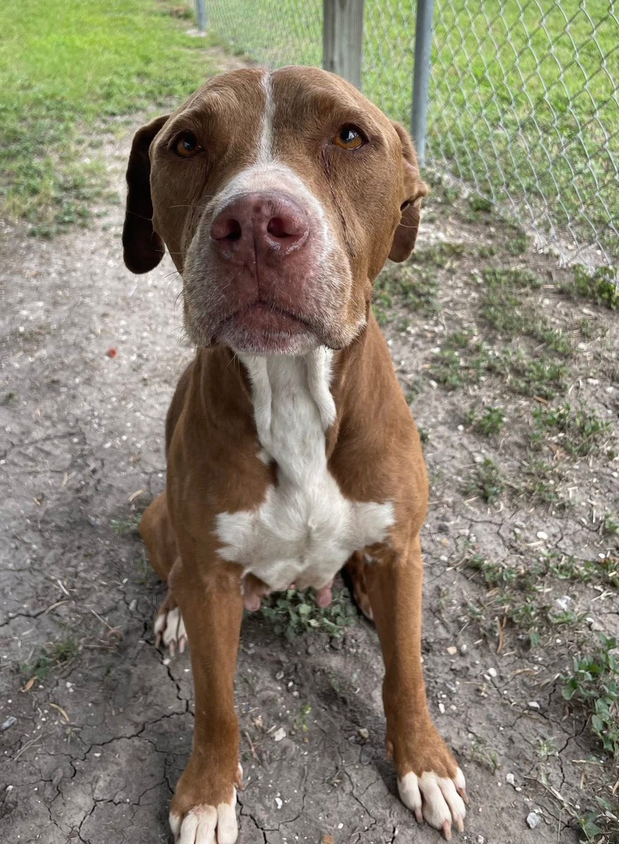 Seniors like ROSIE #A382368  11yo,43lbs
Always break my heart!
To be tossed aside at 11,at a time when she needed them most💔
So much love &amp; wisdom in her beautiful little face
She is not old,she is EXPERIENCED!
She is such a treasure
 #ADOPT #FOSTER OR #PLEDGE FOR RESCUE #TX