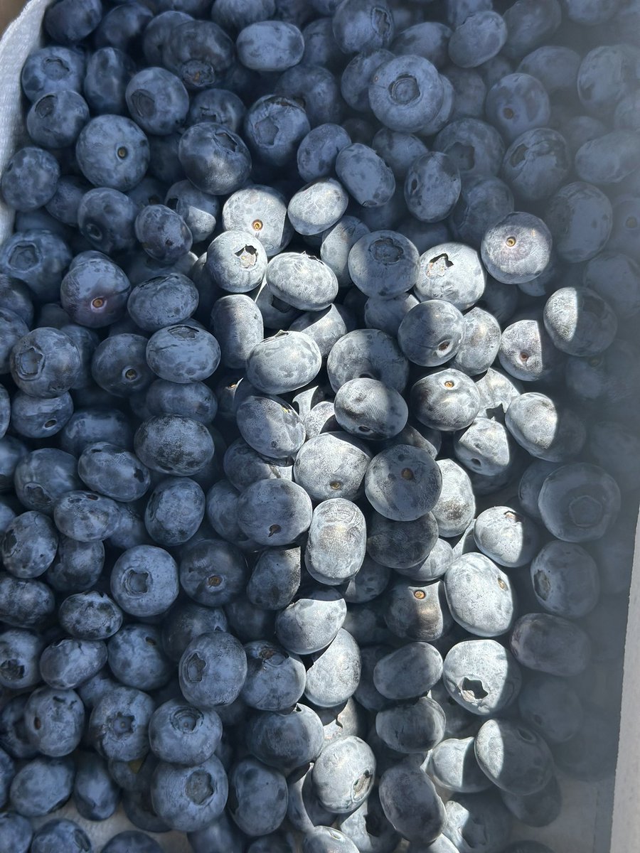 Blueberry picking ✅