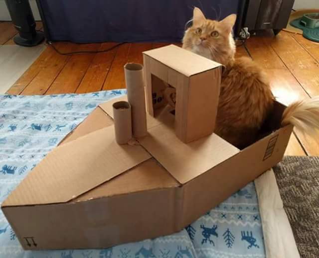 GLHancock's tweet image. She needs a bigger box! #CatBoxSunday #XCats