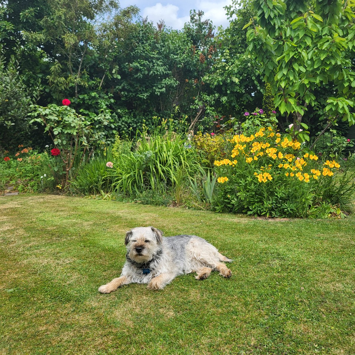 BarneyBooBT's tweet image. It's my Birthday today! I'm 12!!