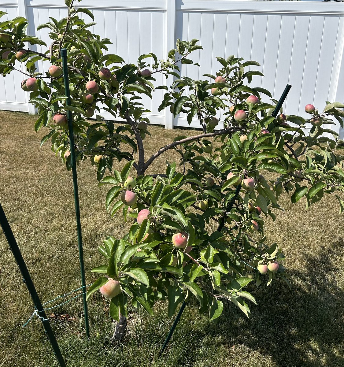 HazyHawg's tweet image. My Apple tree is very fruitful this year. Some Apple trivia:The world’s largest apple peel was created by Kathy Madison on Oct 16, 1976, in Rochester, N.Y. It was 172 feet 4” long. She was 16 at the time, and grew up to be a sales manager for an apple tree nursery.