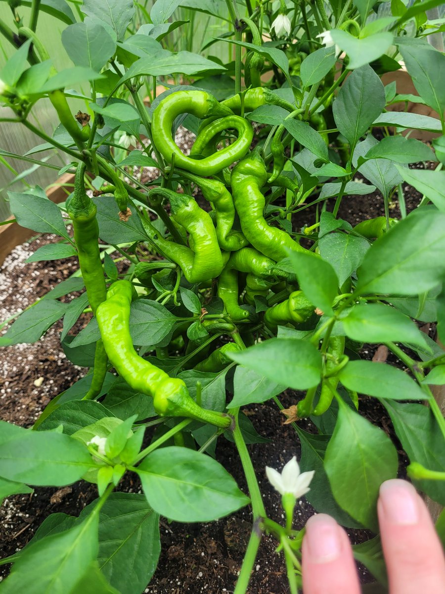 fckboislayer's tweet image. My garden doesn't bloom. It broods. The peppers curl like secrets as the bruised velvet tomatoes ripen in shadow while watching the stoic brocolli hide old soul truths.