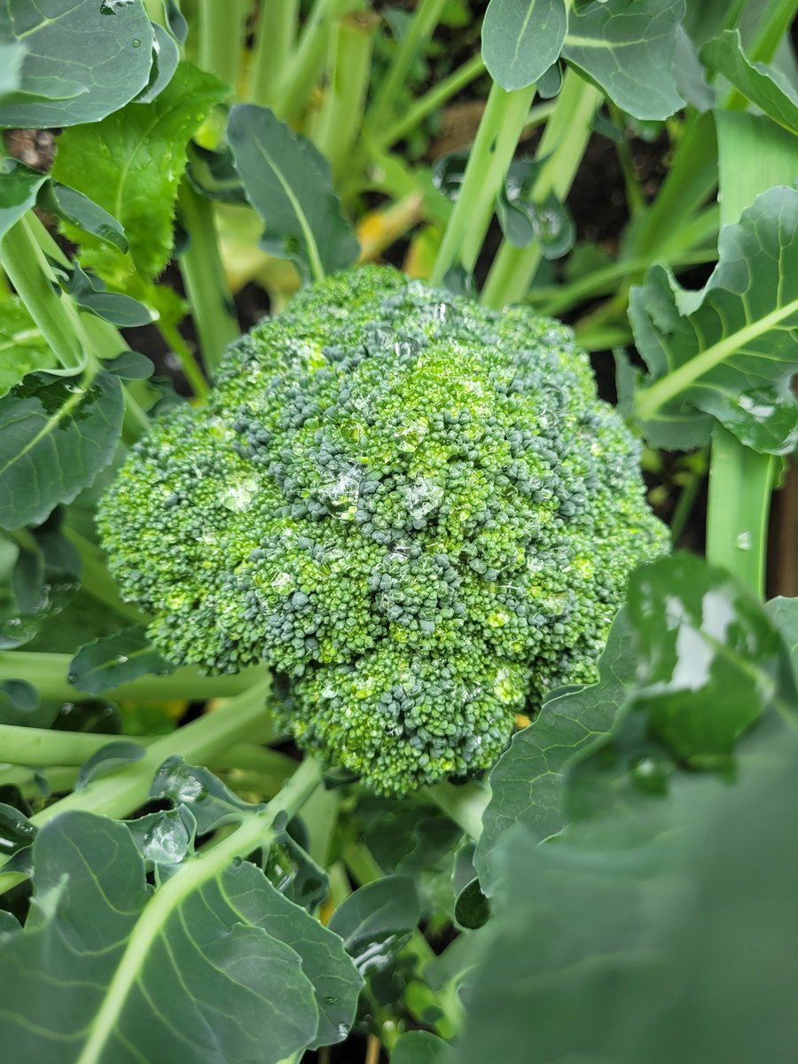 fckboislayer's tweet image. My garden doesn't bloom. It broods. The peppers curl like secrets as the bruised velvet tomatoes ripen in shadow while watching the stoic brocolli hide old soul truths.
