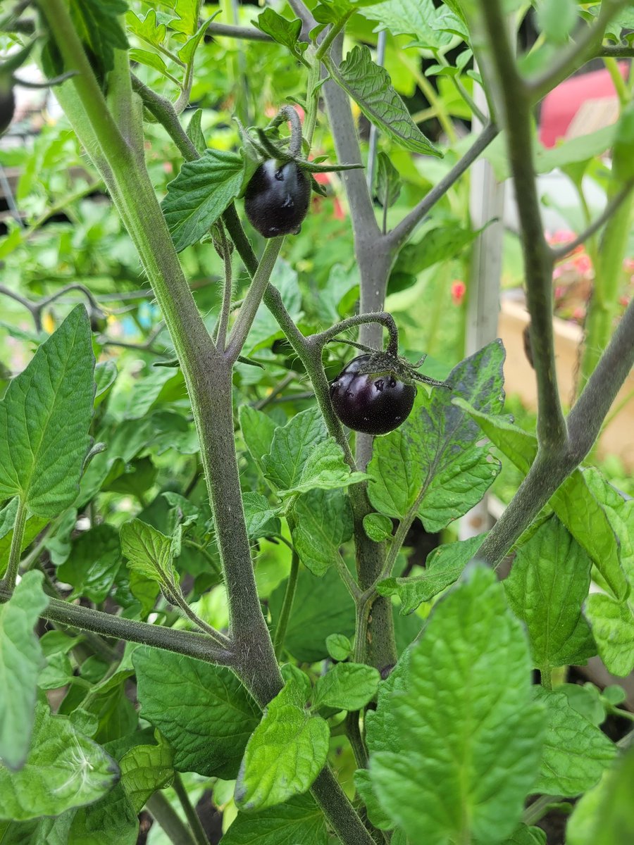 fckboislayer's tweet image. My garden doesn't bloom. It broods. The peppers curl like secrets as the bruised velvet tomatoes ripen in shadow while watching the stoic brocolli hide old soul truths.