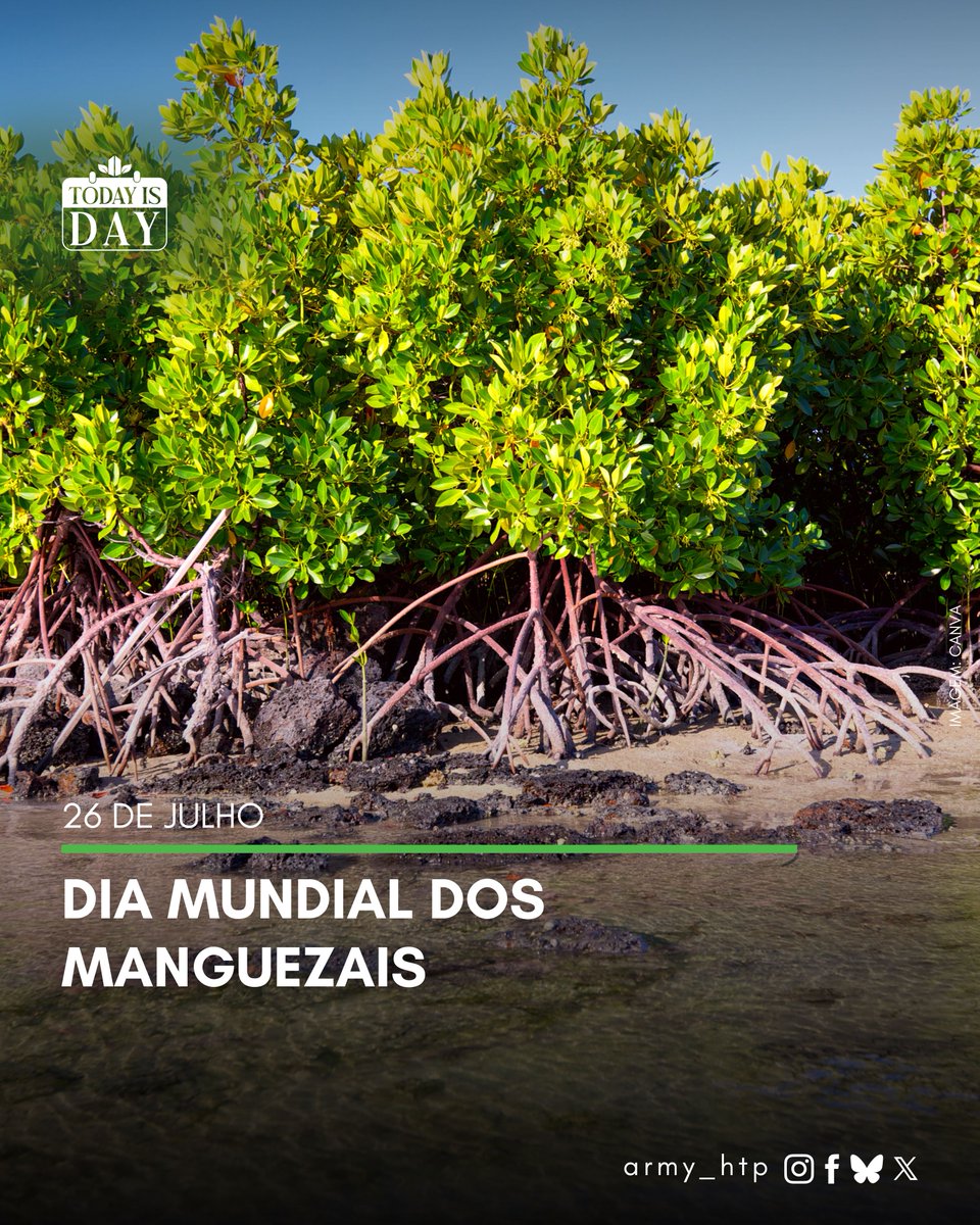 Neste dia 26 de julho, é comemorado o Dia Mundial de Proteção aos Manguezais, data que serve como um lembrete da importância dos manguezais e de como protegê-los.
#AHTP_TodayIsDay

Os manguezais são ecossistemas costeiros de transição entre ambientes terrestres e marinhos,