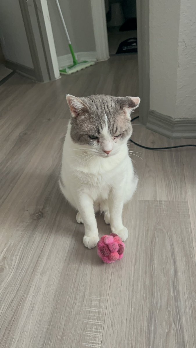budypals's tweet image. Okay Well. It&apos;s Ball Time