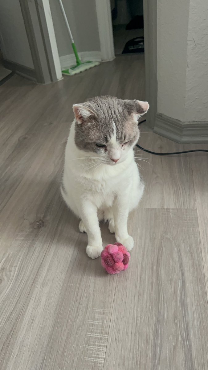 budypals's tweet image. Okay Well. It&apos;s Ball Time