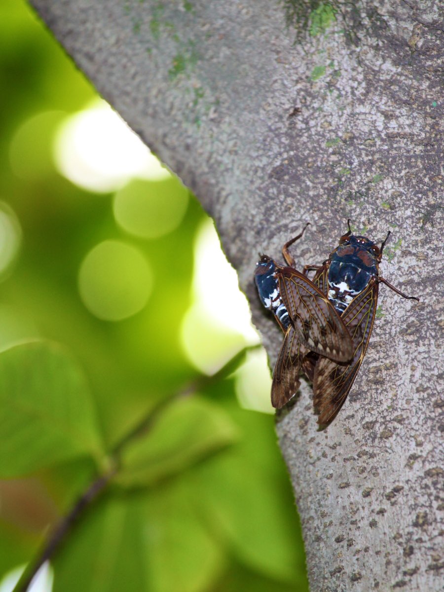 おはようございます🌈
セミに玉ボケを添えました（過去撮影）📸
皆さん素敵な一日を〜🌸

#写真撮ってる人と繫がりたい