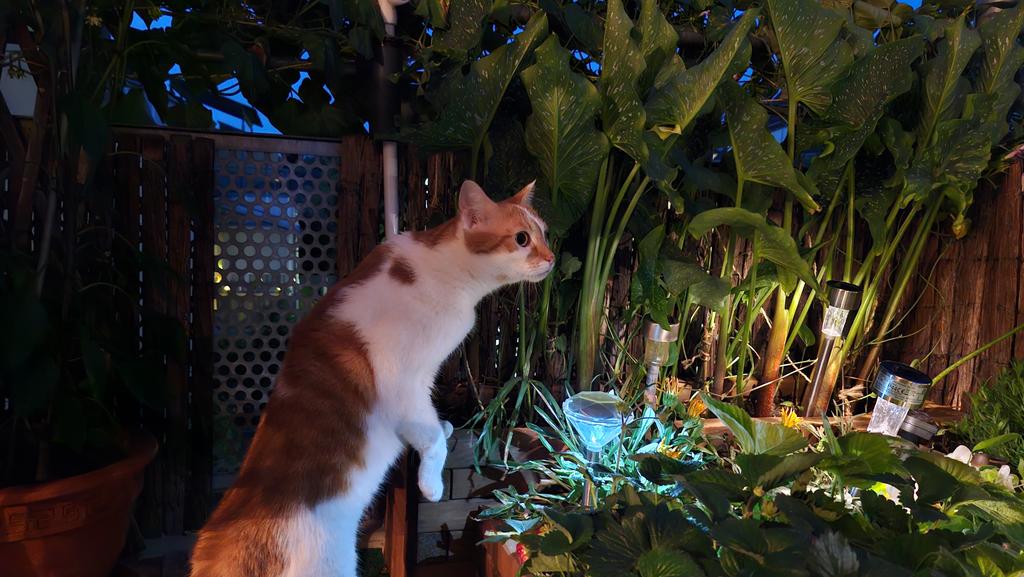 birgitlissowsky's tweet image. Late night on my balcony 😻🪴🌻🌒🌛🌠❤️
#Sundaynight #catboxsunday #CatsOfTwitter #cats #SummerVibes 🐈🕙