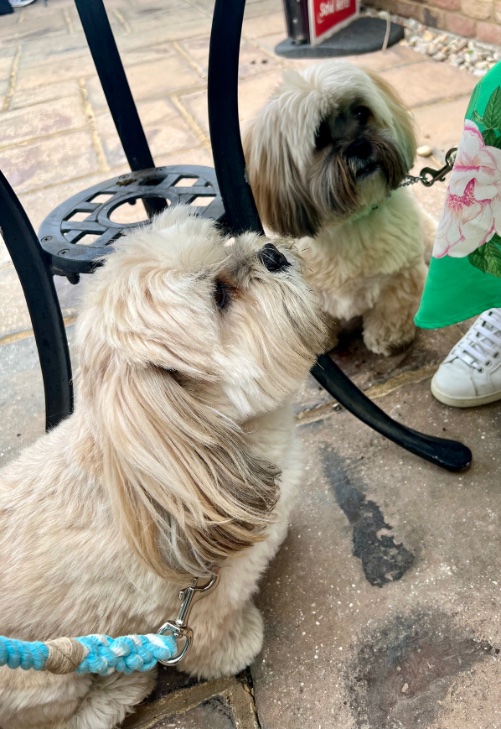 Dulynotedagain's tweet image. The Bears Brambly &amp;amp; Bingly - we went to the coffee shop at the garden centre this morning - they love being there