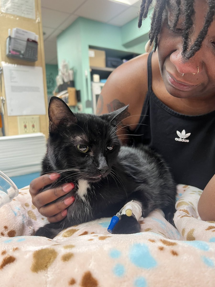 iAM_iKandi's tweet photo. My heart is shattered into a million pieces I lost my baby I lost my fat man I lost Midnight. I haven’t felt this much pain since I lost my dad and I’m not ok I’m hurt 😢 we were supposed to grow old together #ripmidnight https://t.co/ODuWm2g5Wf