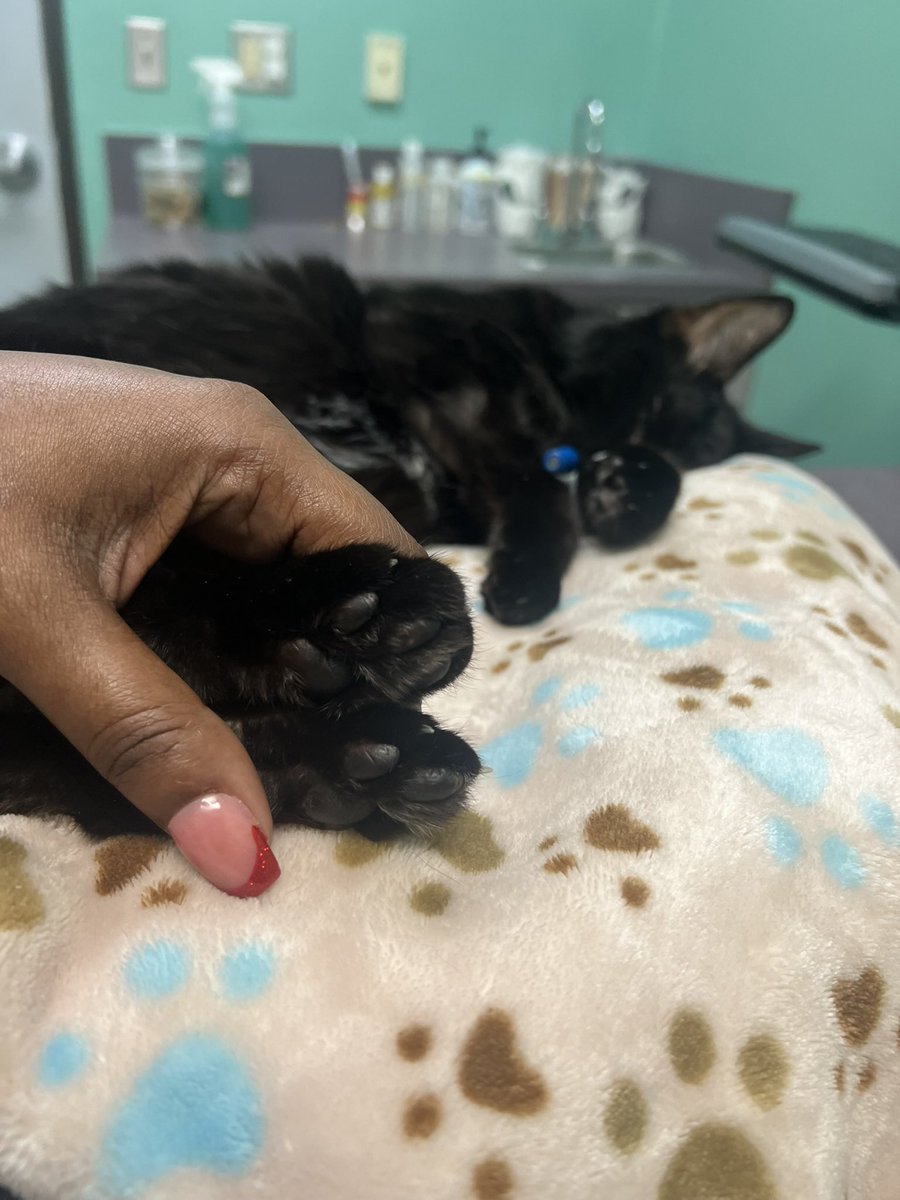 iAM_iKandi's tweet photo. My heart is shattered into a million pieces I lost my baby I lost my fat man I lost Midnight. I haven’t felt this much pain since I lost my dad and I’m not ok I’m hurt 😢 we were supposed to grow old together #ripmidnight https://t.co/ODuWm2g5Wf
