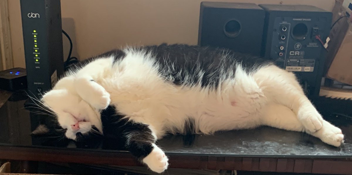 vampirebrat01's tweet image. The day after a wild and crazy #Caturday  😹🙌