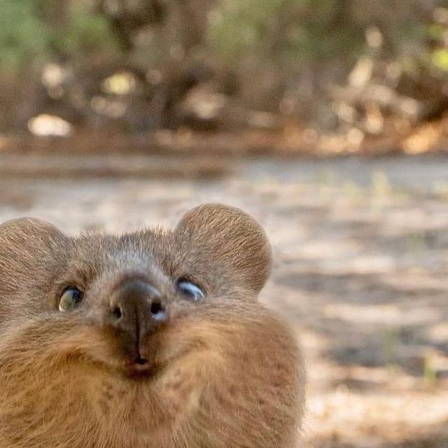 💖 (@twaniimals) on Twitter photo 