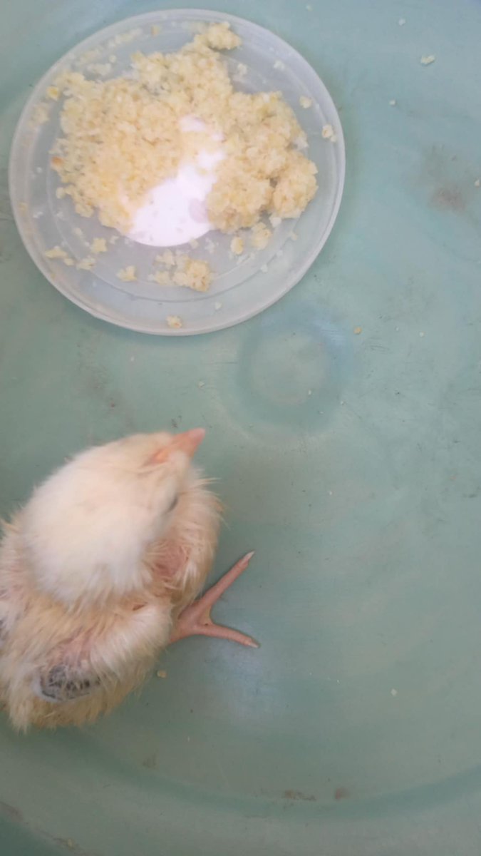 Help_Tahani's tweet image. Our pets are a chick and three fish. Our chick's name was Rizk, but he died. We were so sad and cried over him Because he was a joy that entered our home and goodness came with his arrival and now we have three little fish. My grandson is very happy to see them.π