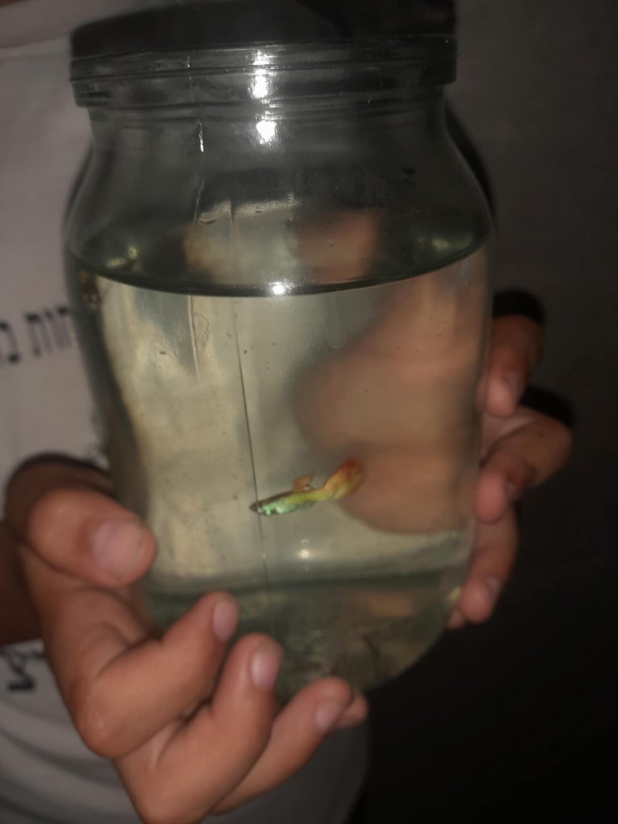 Help_Tahani's tweet image. Our pets are a chick and three fish. Our chick's name was Rizk, but he died. We were so sad and cried over him Because he was a joy that entered our home and goodness came with his arrival and now we have three little fish. My grandson is very happy to see them.π