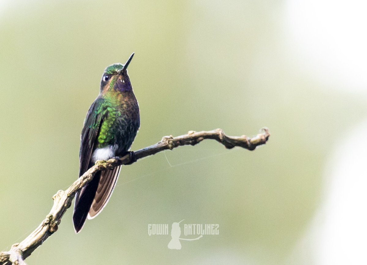 culthummingbird's tweet image. 
