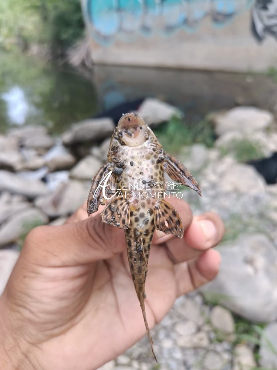 ⚠️Reportes de presencia del "pez diablo" en el río Ramos en Allende #NuevoLeón. Este pez es una especie invasora y se ha ido extendiendo en muchos afluentes de la región, desplaza y acaba con especies nativas.