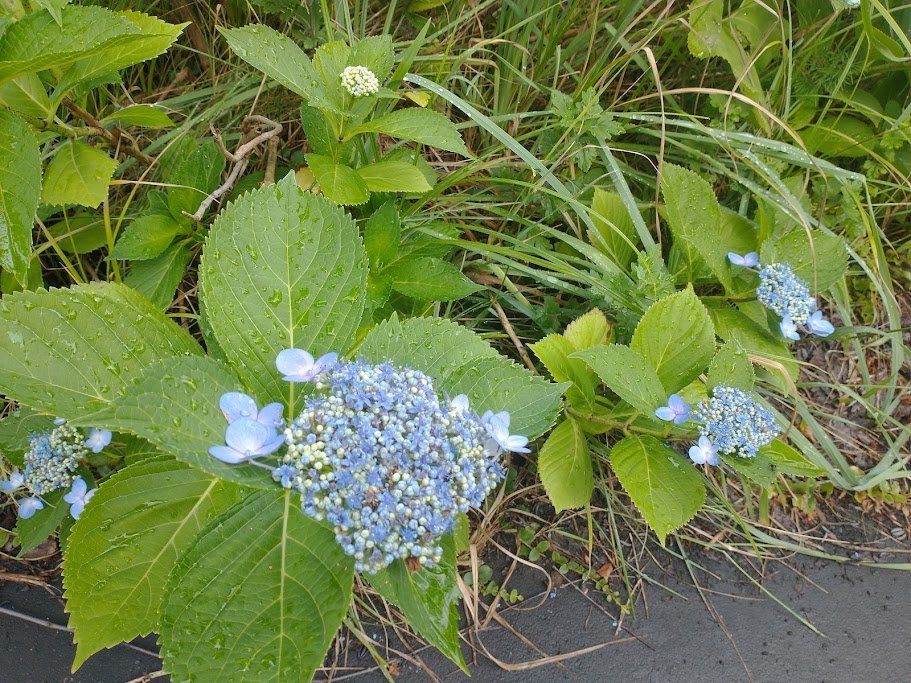 tak44771's tweet image. おはようございます。
野に咲く花のように♪